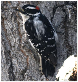 Downy Woodpecker - male