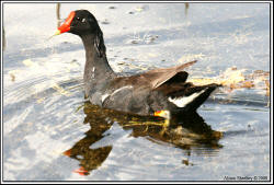 Common Moorhen