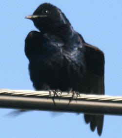 Purple Martin