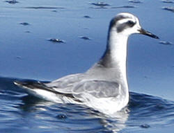 Red Phalarope