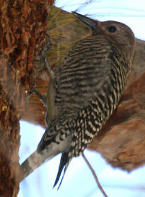 Williamson's Sapsucker