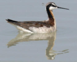 Wilson's Phalarope