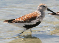 Dunlin