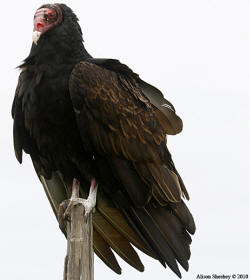 Turkey Vulture