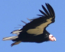 California Condor