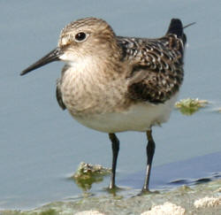 Baird's Sandpiper