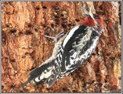 Red-breasted Sapsucker