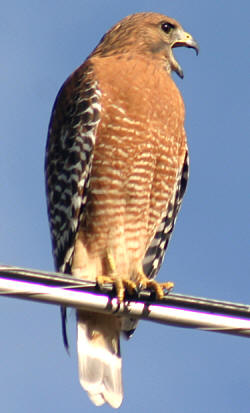 Red-shouldered Hawk