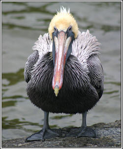 Brown Pelican