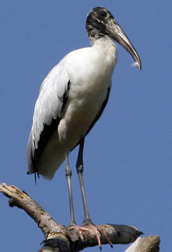 Wood Stork