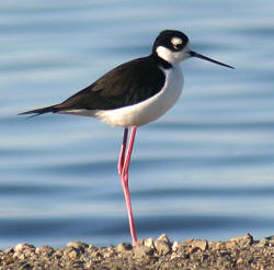 Black-necked Stilt