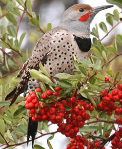 Northern Flicker