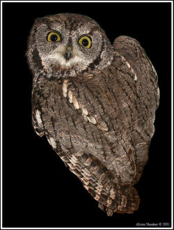 Western Screech Owl