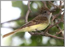 Great-crested Flycatcher