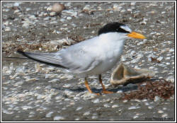 Least Tern