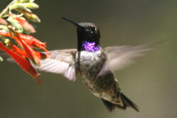 Black-chinned Hummingbird