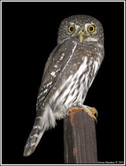 Northern Pygmy-Owl