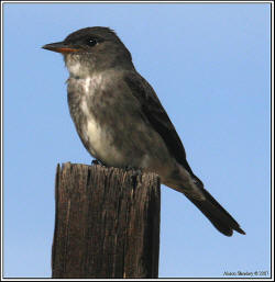 Olive-sided Flycatcher