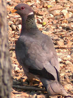 Band-tailed Pigeon