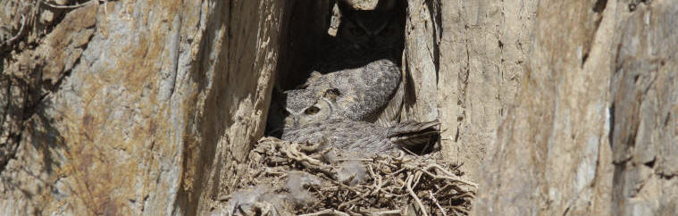 A grey animal in a nest

AI-generated content may be incorrect.